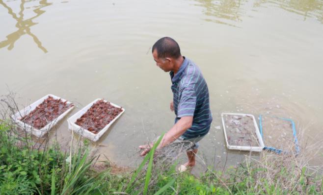 “龙虾季”悄然而至 湖南永州小龙虾抢“鲜”上市