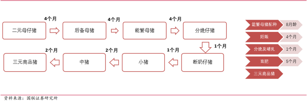 资本毁掉了猪周期